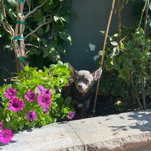 Meet your Posher, Brisett